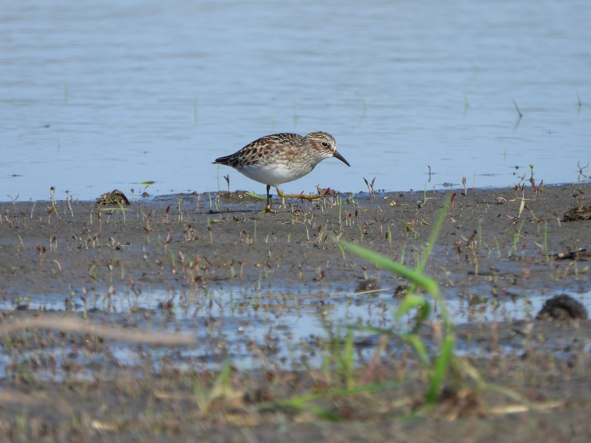 Least Sandpiper - Rick Luehrs