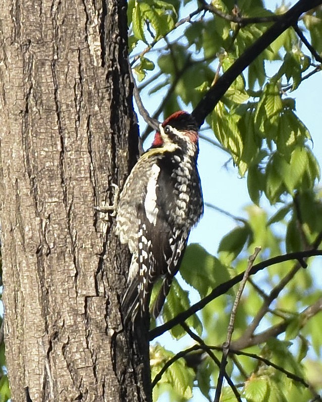 Yellow-bellied x Red-naped Sapsucker (hybrid) - ML618339504