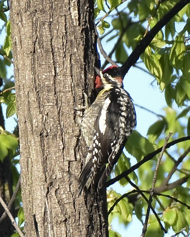 Yellow-bellied x Red-naped Sapsucker (hybrid) - ML618339505