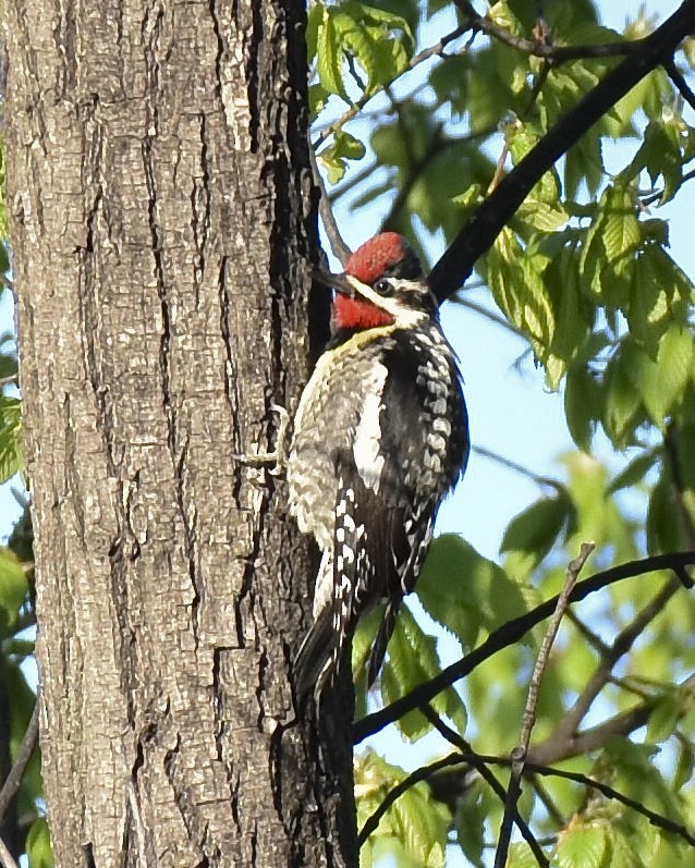 Yellow-bellied x Red-naped Sapsucker (hybrid) - ML618339506