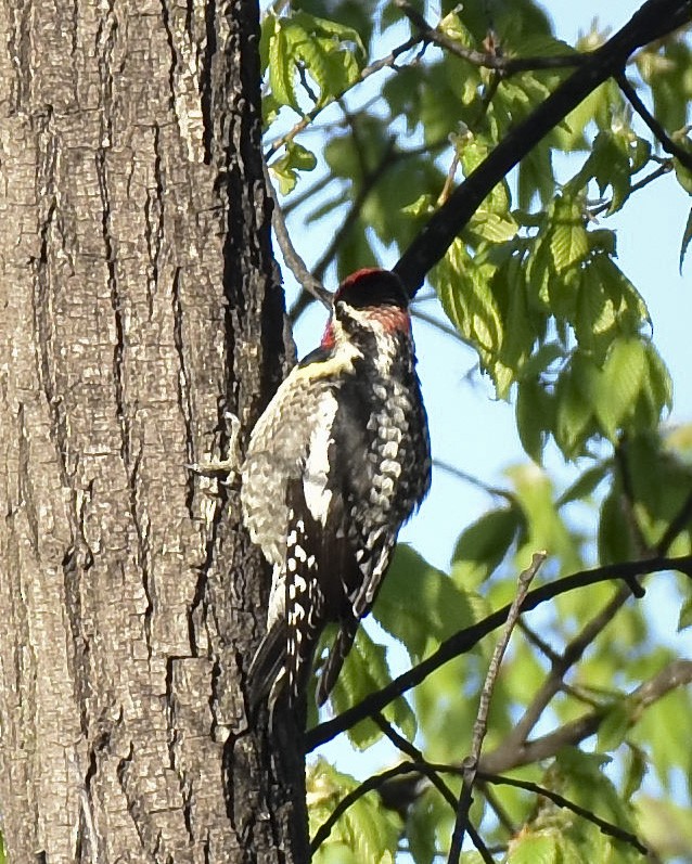 Yellow-bellied x Red-naped Sapsucker (hybrid) - Malcolm Gold
