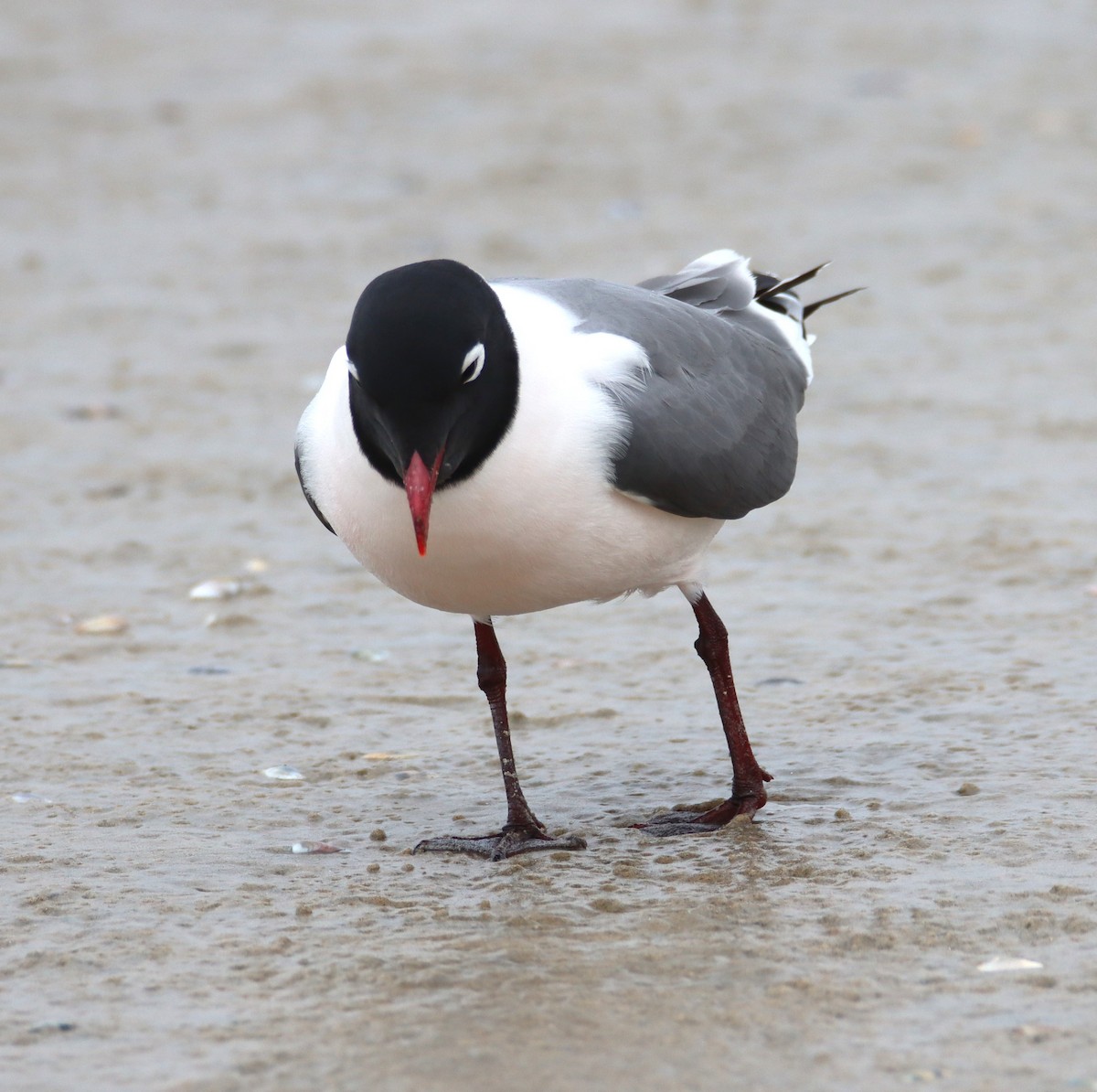 Franklin's Gull - Butch Carter