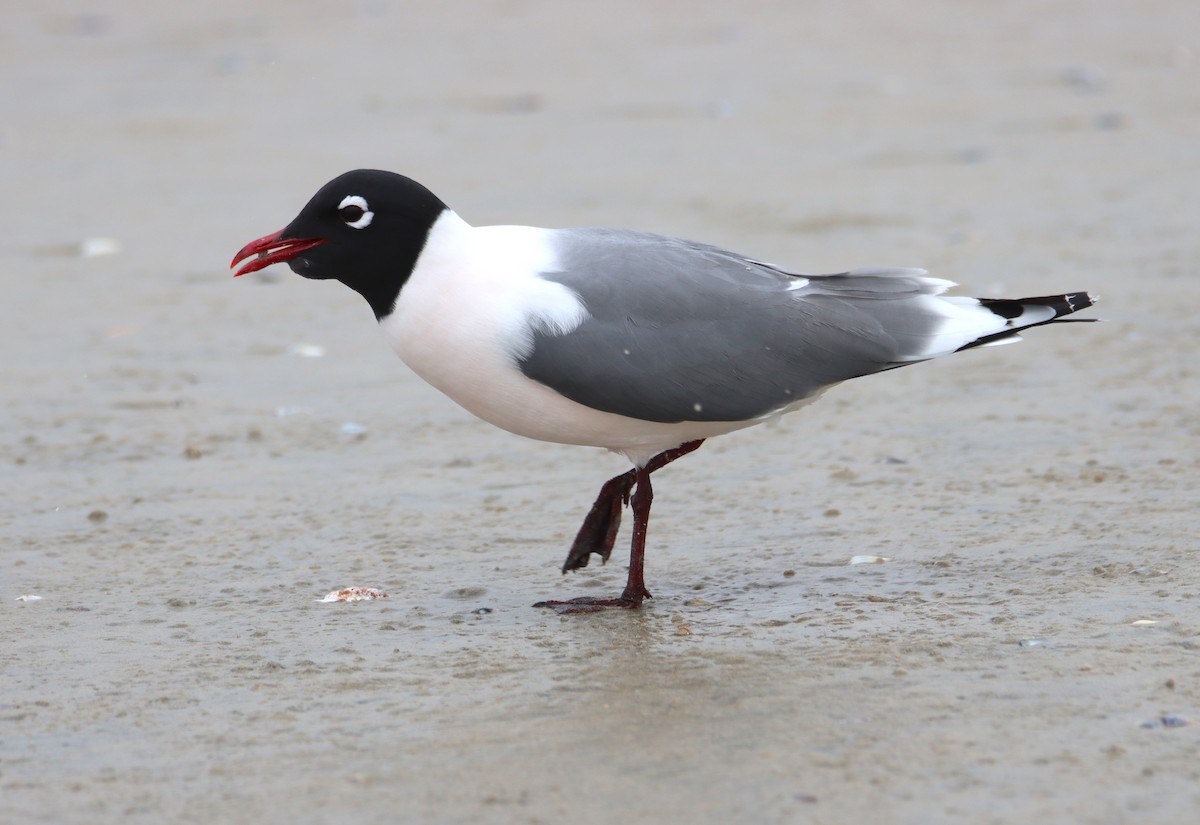 Franklin's Gull - Butch Carter