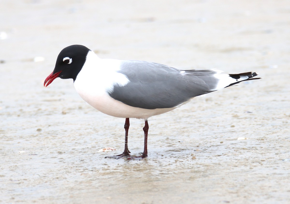 Franklin's Gull - Butch Carter