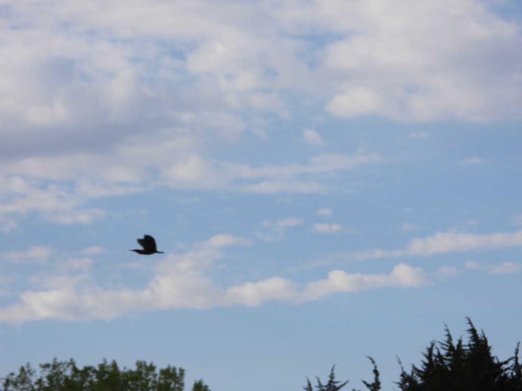 Green Heron - ML618339555