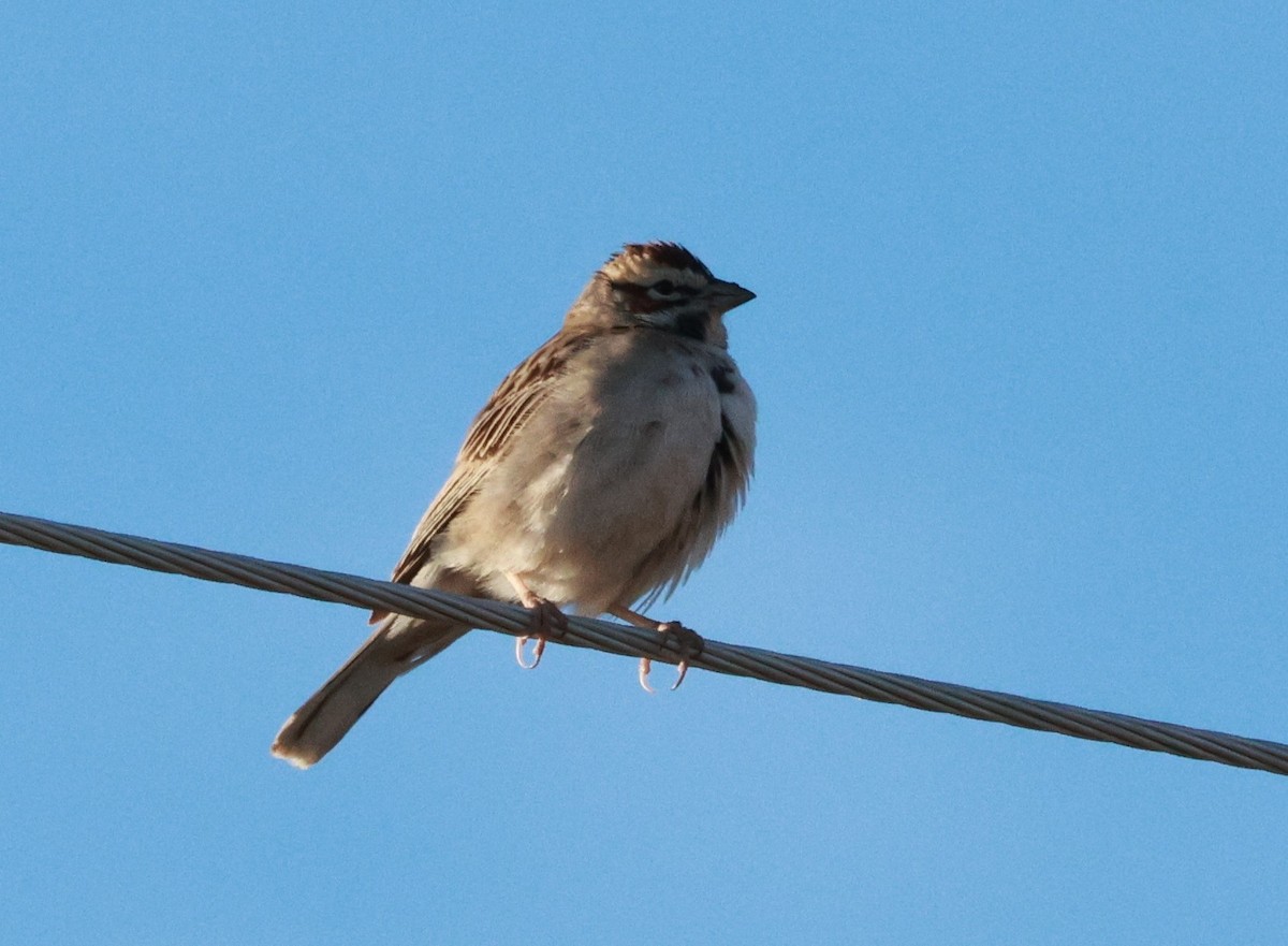 Lark Sparrow - Lisa Manzi