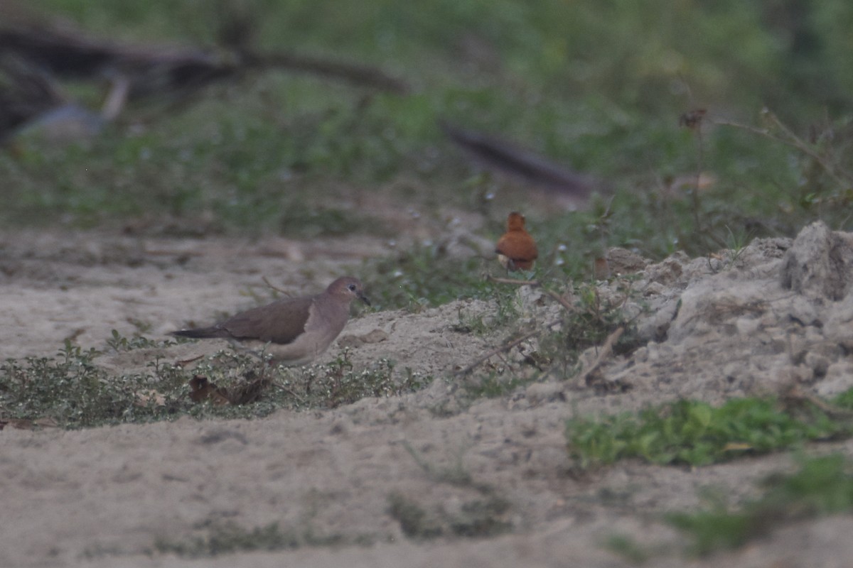 White-tipped Dove (White-tipped) - ML618339604