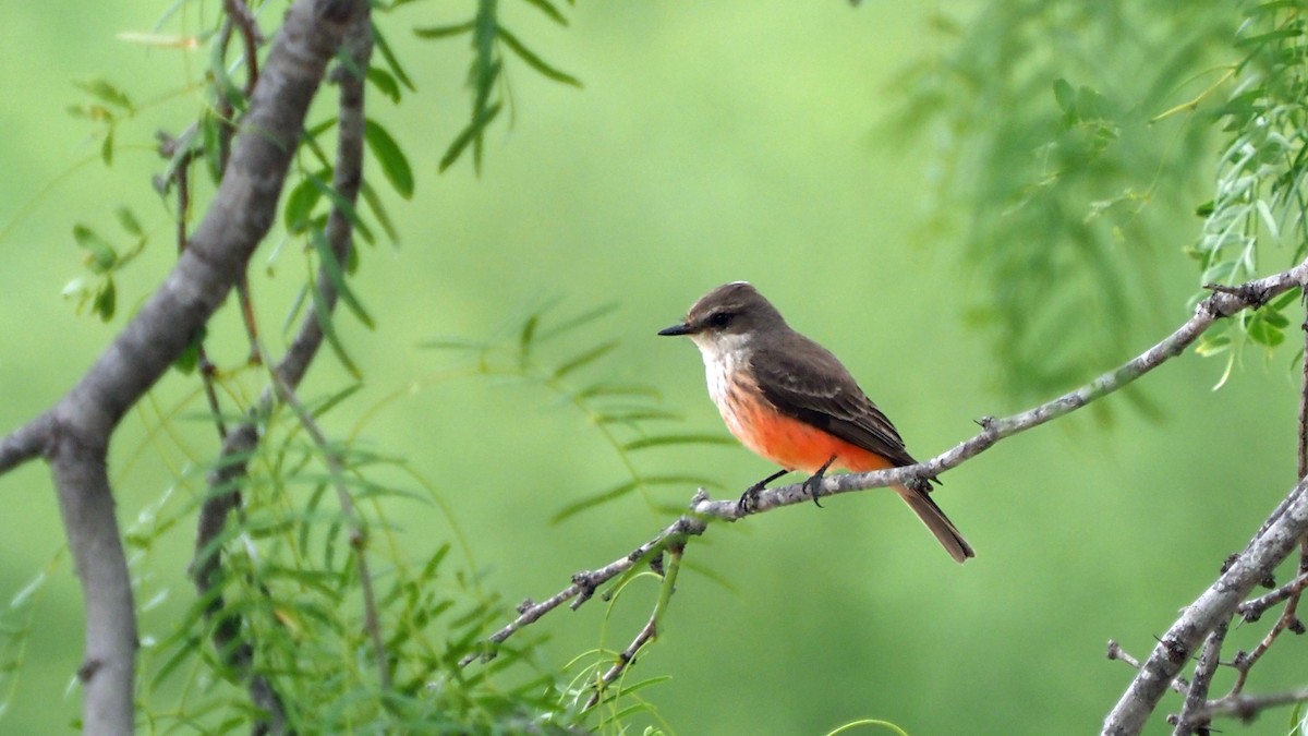 Vermilion Flycatcher - ML618339613