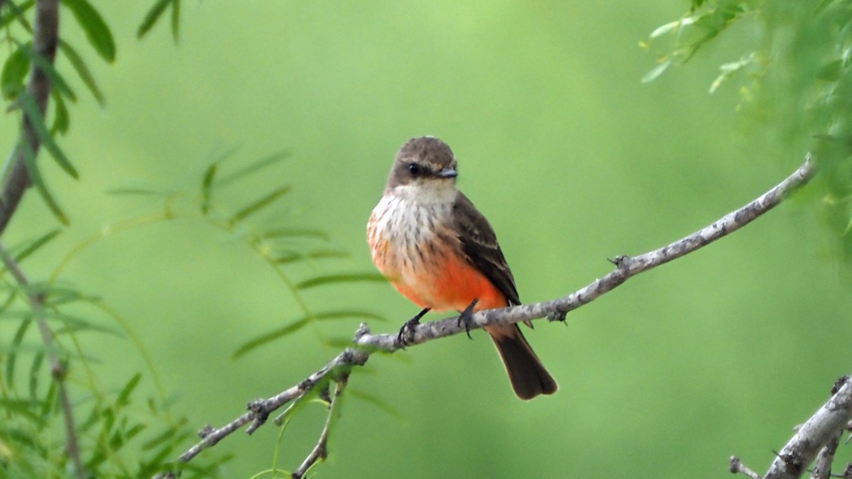 Vermilion Flycatcher - ML618339614