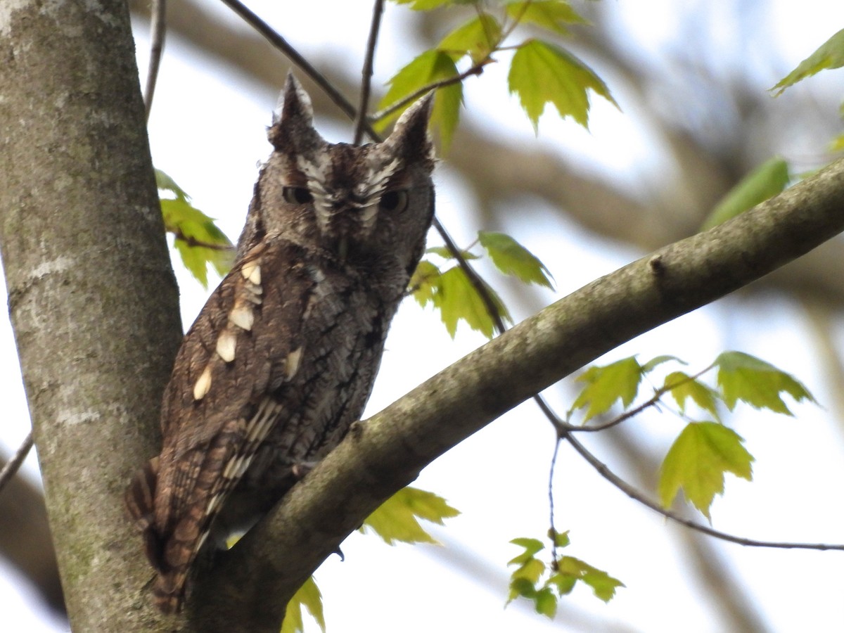 Eastern Screech-Owl - ML618339618