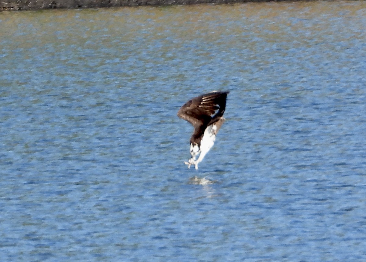 Águila Pescadora - ML618339626