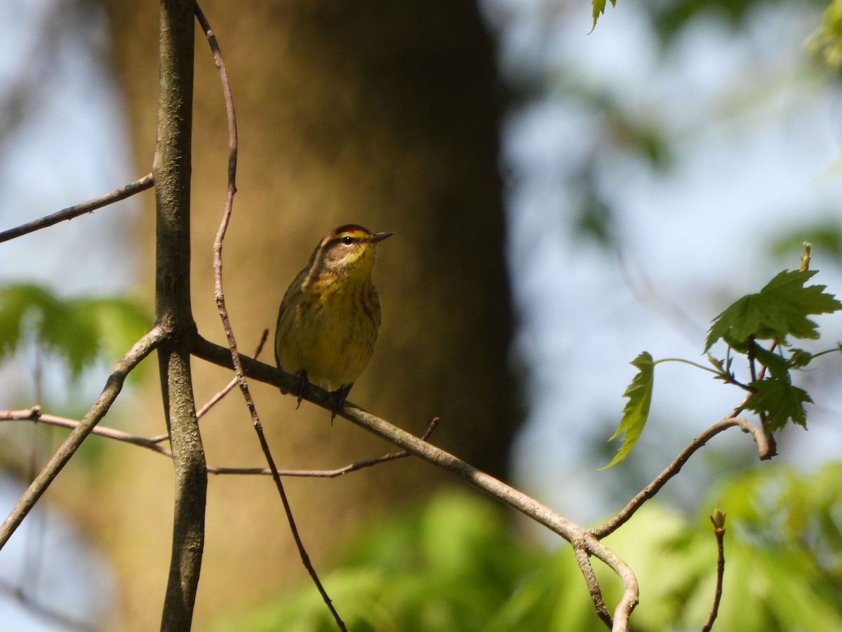 Palm Warbler - ML618339629