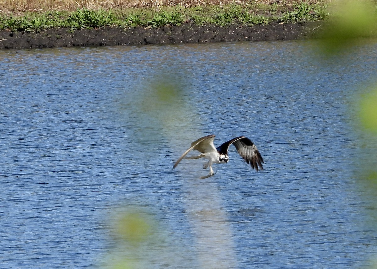 Osprey - Monica Rose