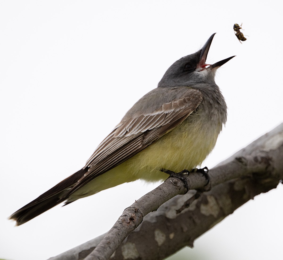 Cassin's Kingbird - Terry  Hurst