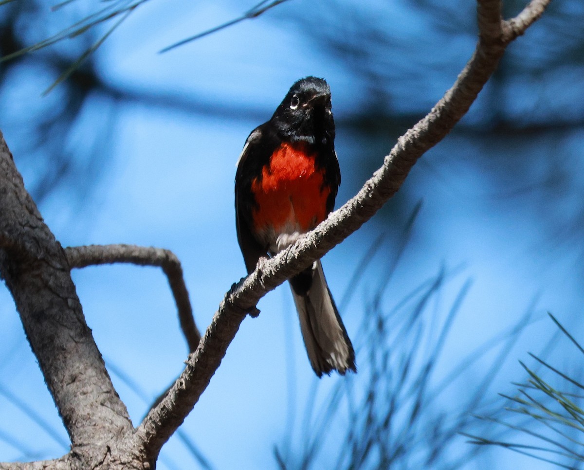 Painted Redstart - Lisa Manzi