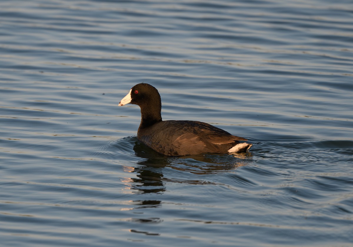 American Coot - Joshua Greenfield