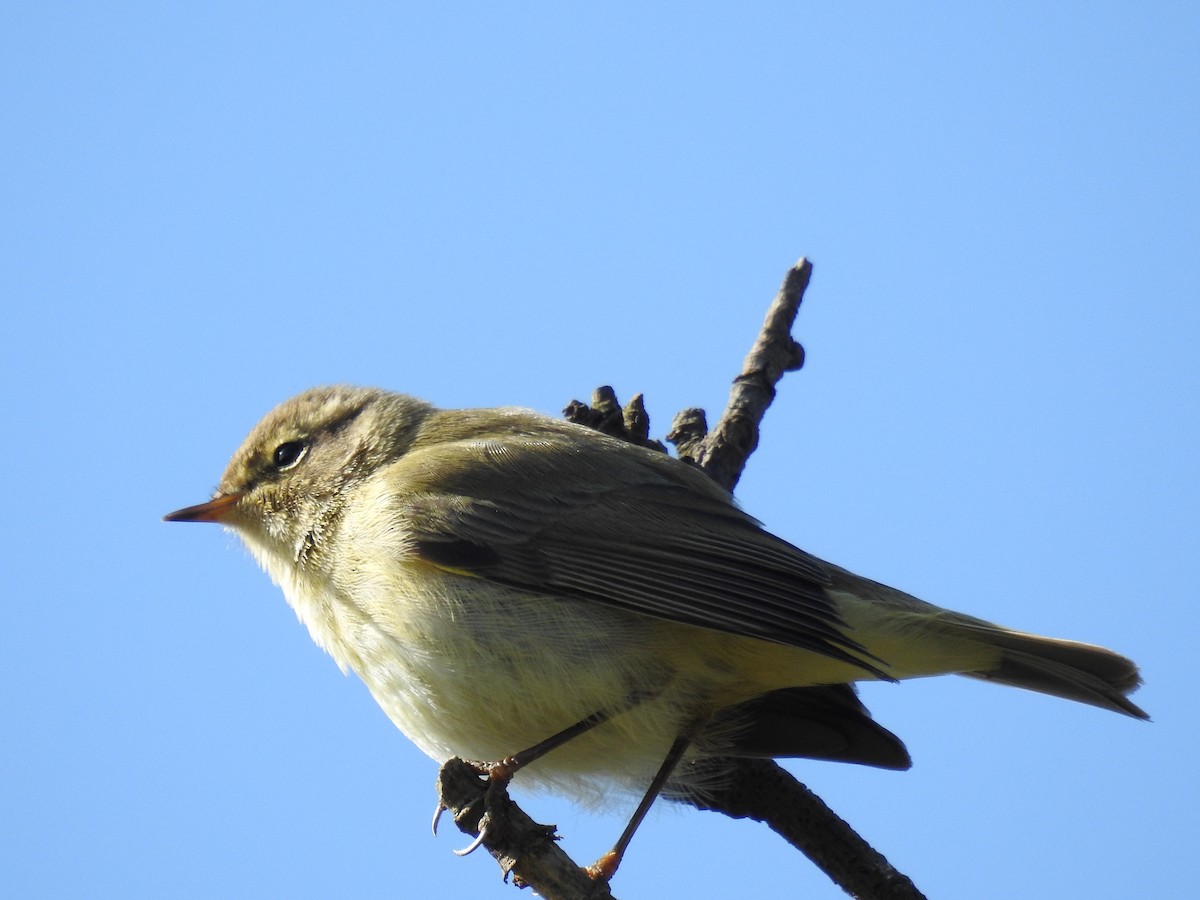 Mosquitero Común - ML618339697