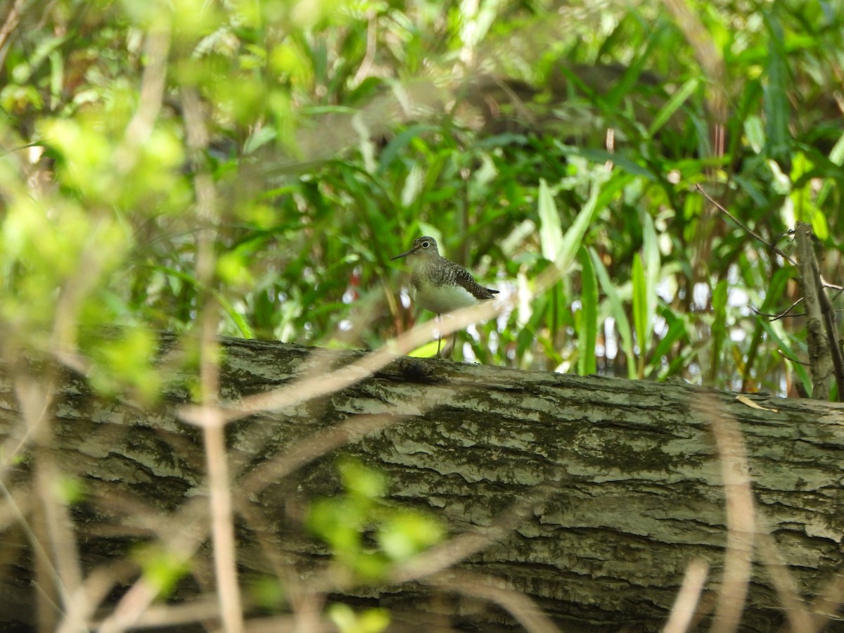 Solitary Sandpiper - ML618339704