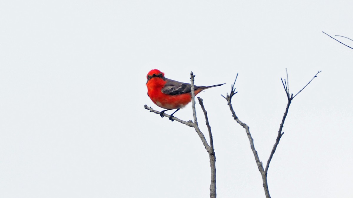 Vermilion Flycatcher - ML618339743