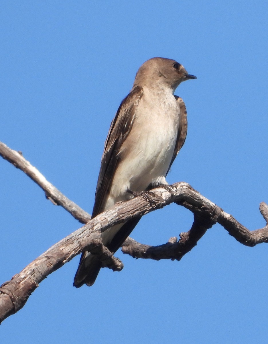 Northern Rough-winged Swallow - Rodney Macready