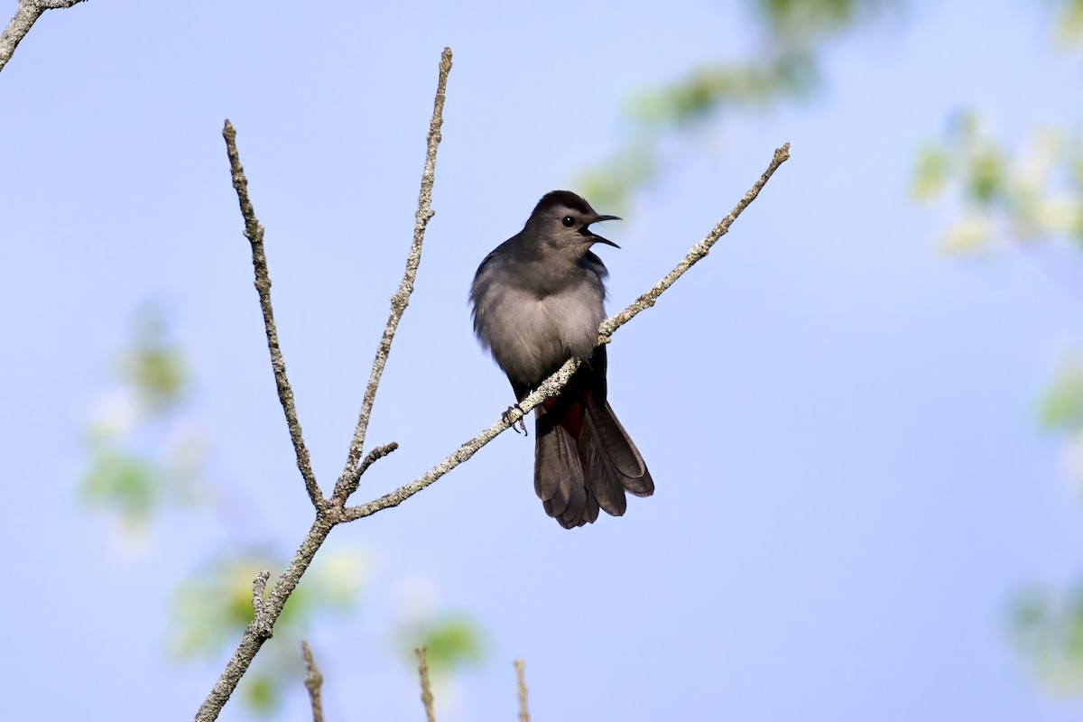 Gray Catbird - Charlie Shields