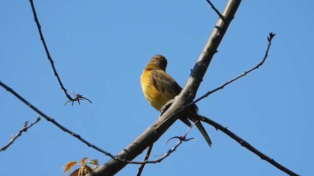 Summer Tanager - ML618339767