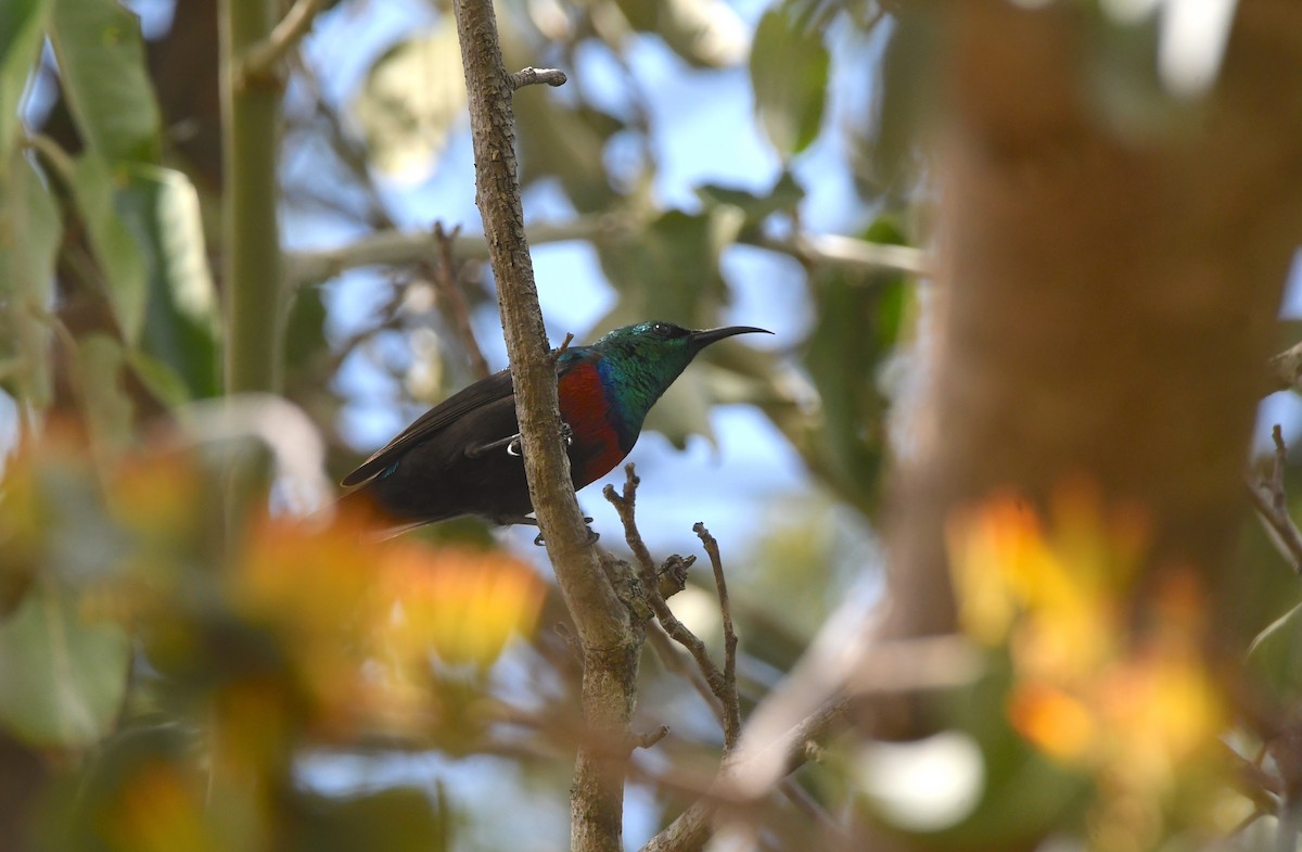 Scharlachbrust-Nektarvogel (shelleyi) - ML618339770