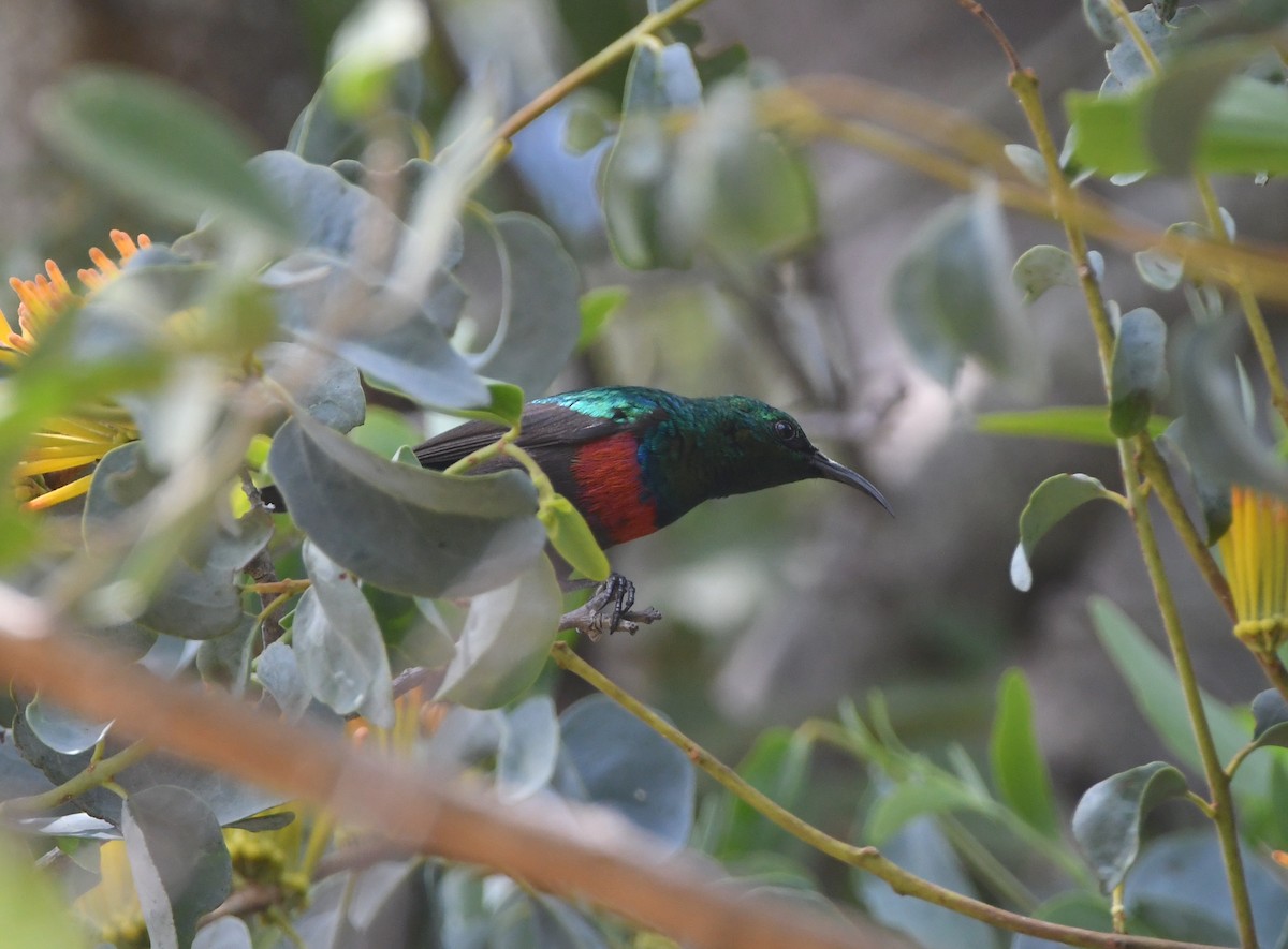 Scharlachbrust-Nektarvogel (shelleyi) - ML618339803