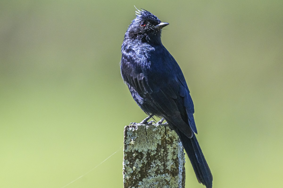 Crested Black-Tyrant - Amed Hernández