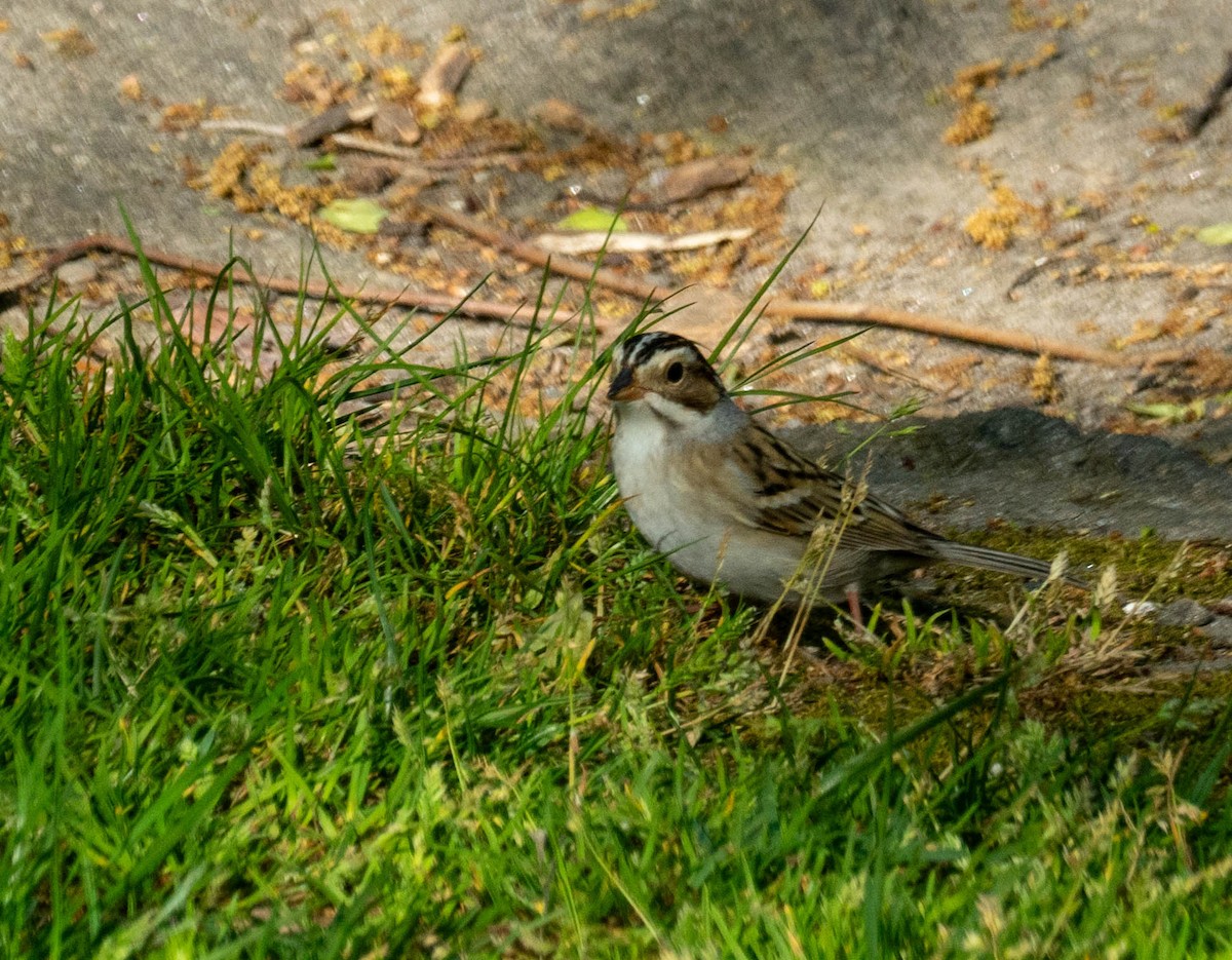 Clay-colored Sparrow - Daniel PICARD