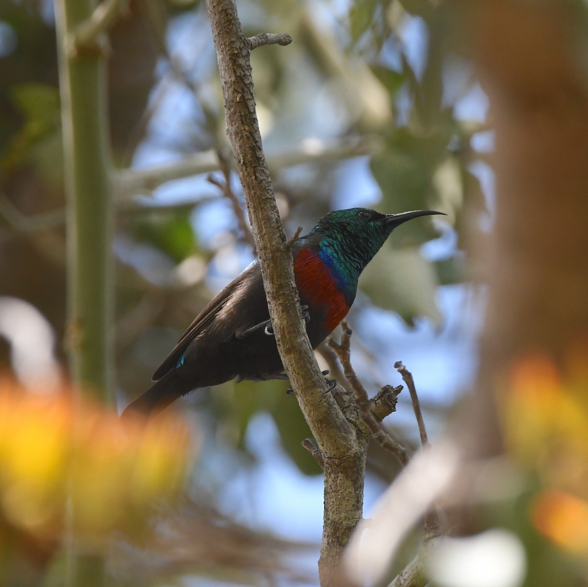 Scharlachbrust-Nektarvogel (shelleyi) - ML618339853