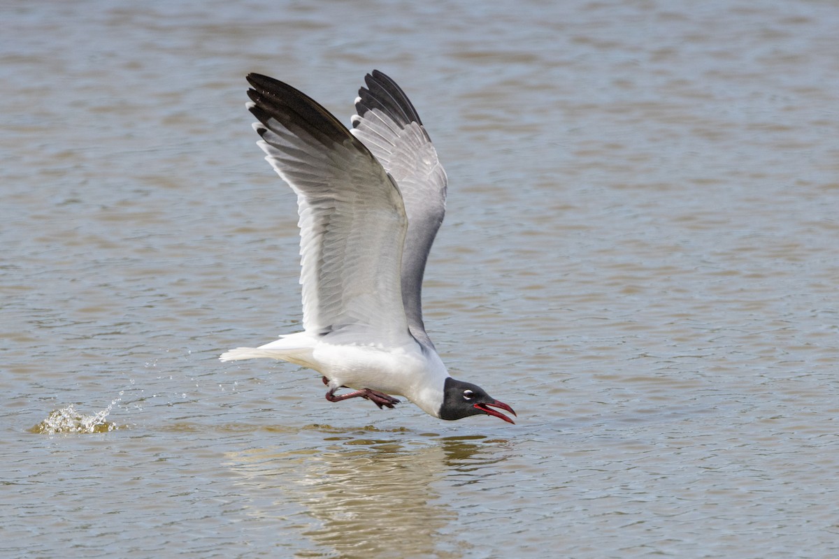 Laughing Gull - Michael Henry