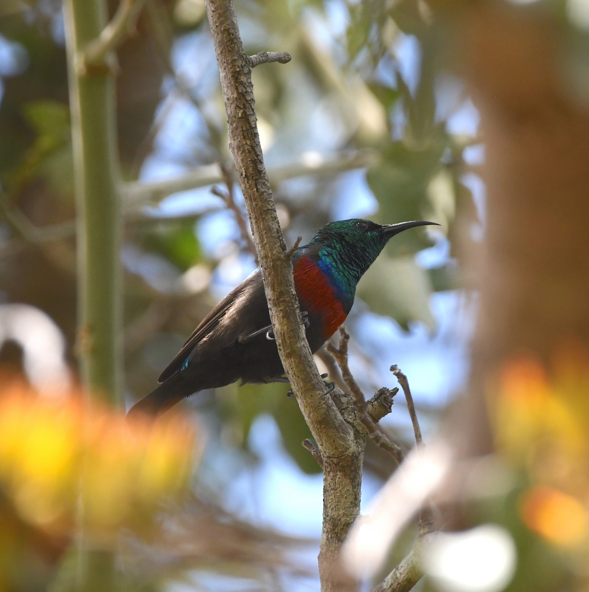 Shelley's Sunbird (Shelley's) - ML618339877