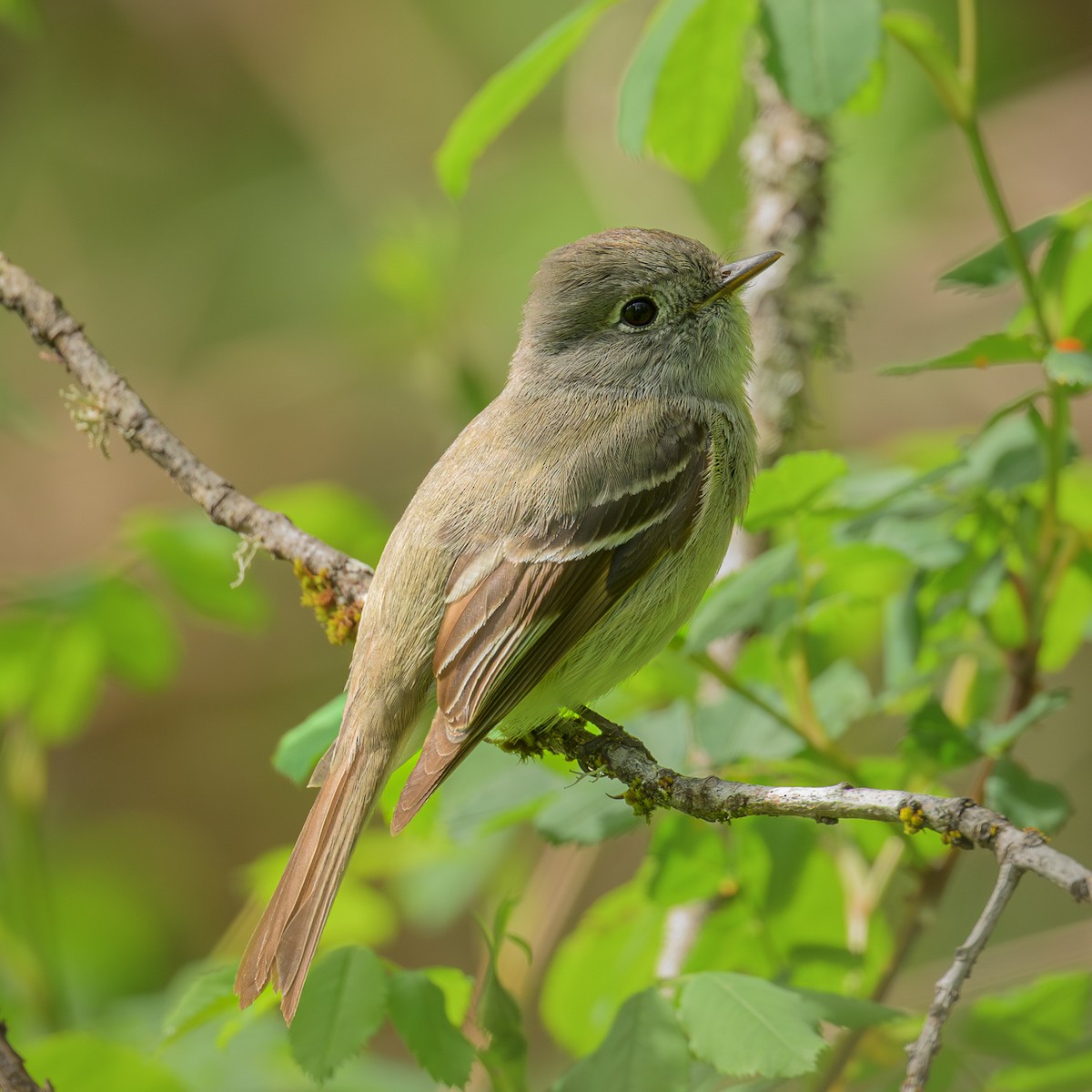 Hammond's Flycatcher - ML618339905