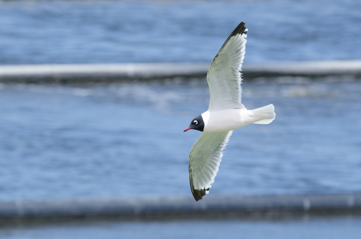 Franklin's Gull - Christian  Reynolds