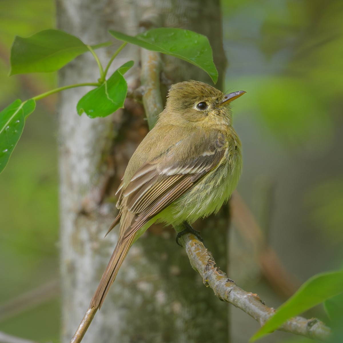 Western Flycatcher (Pacific-slope) - John Davis