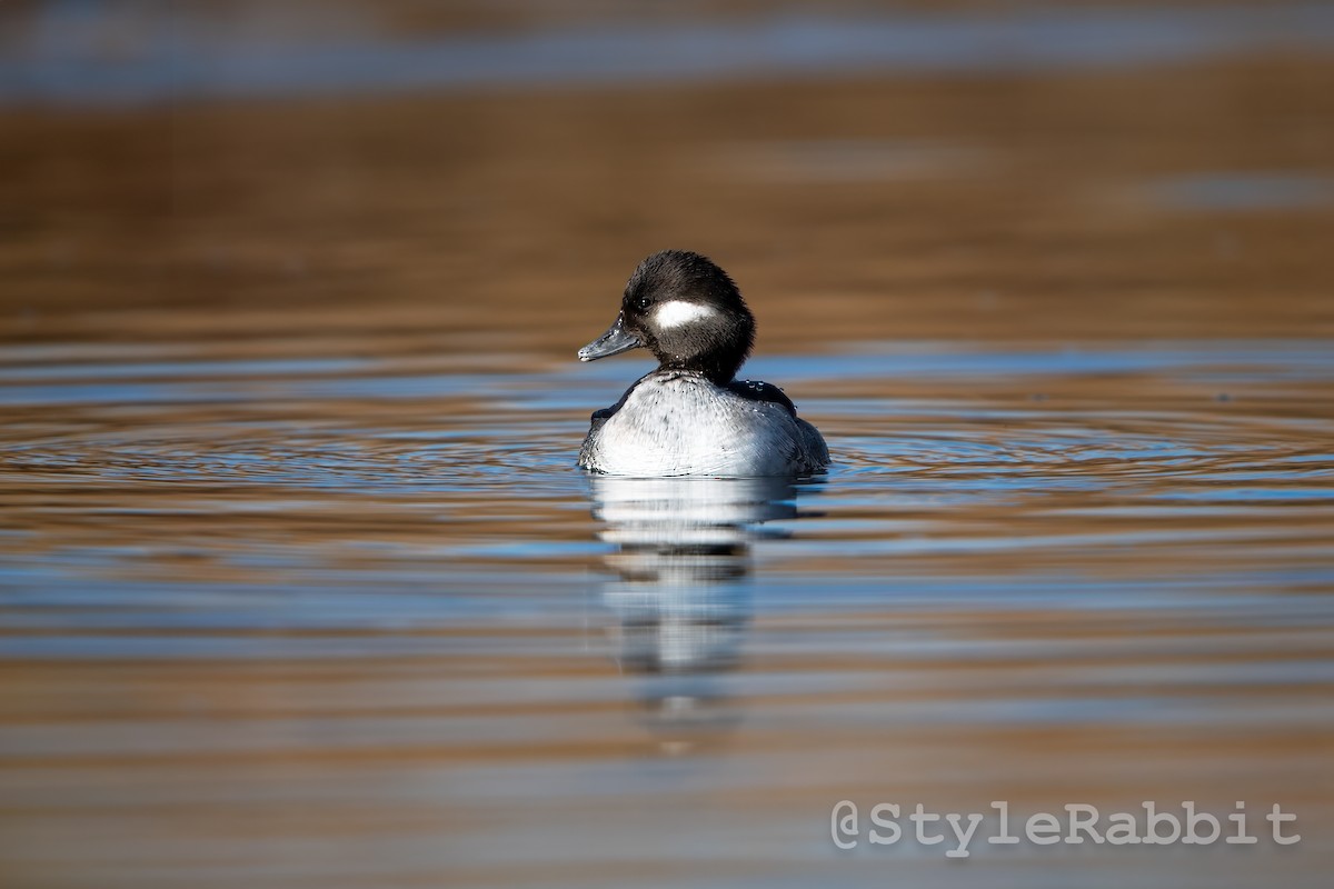 Bufflehead - ML618339994