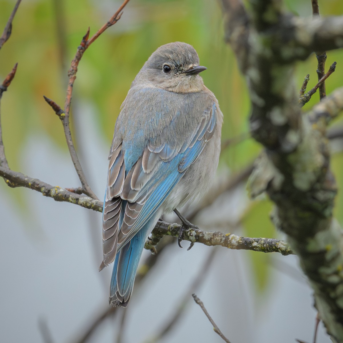 Mountain Bluebird - John Davis