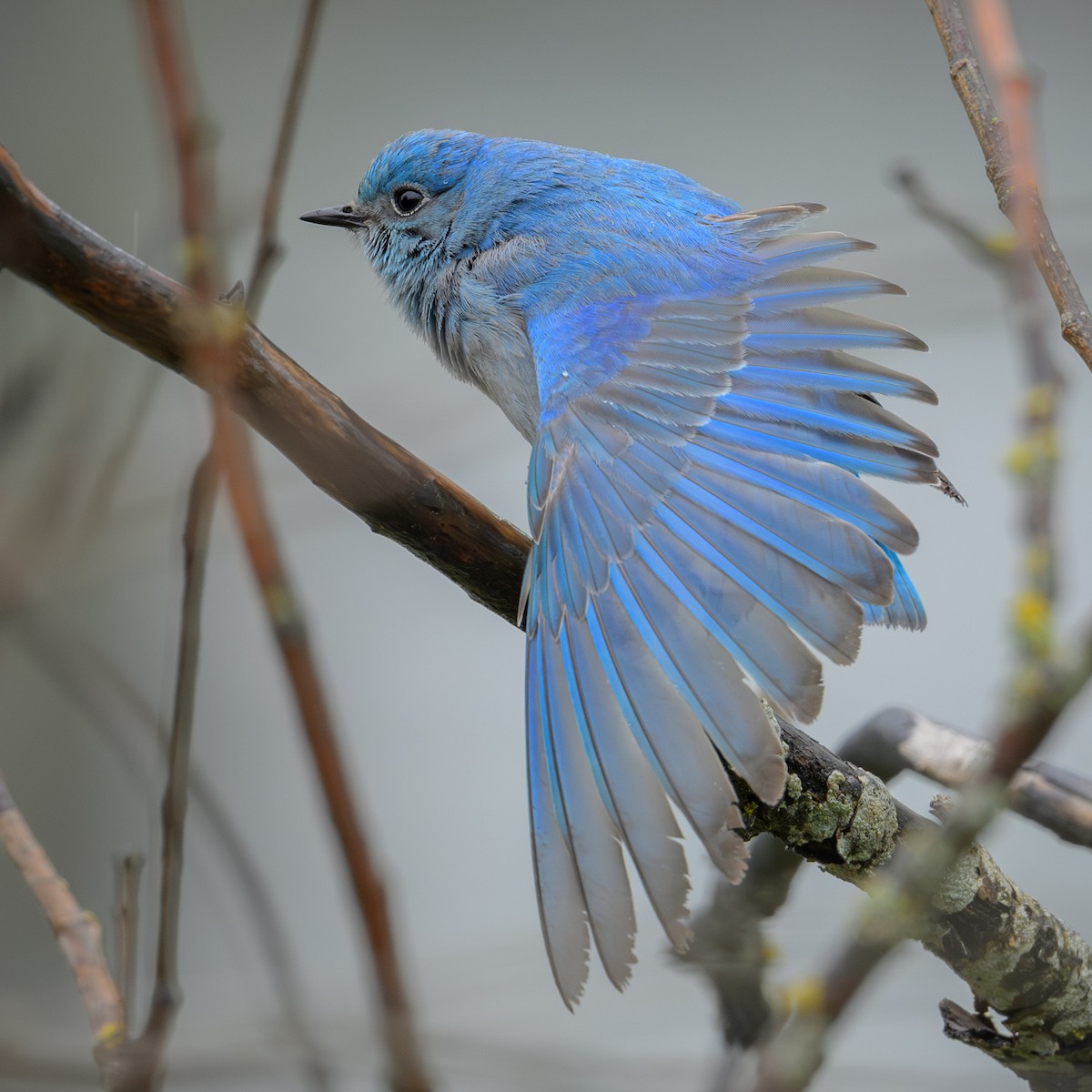 Mountain Bluebird - John Davis