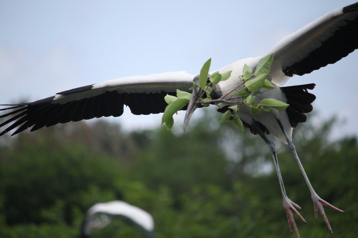 Wood Stork - Jacob  Wyco