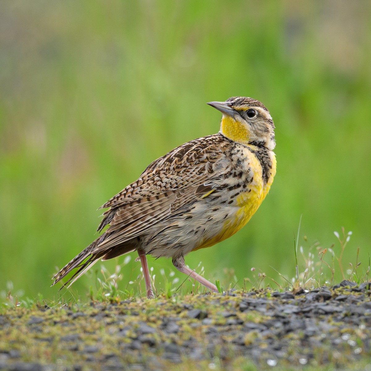 Western Meadowlark - John Davis