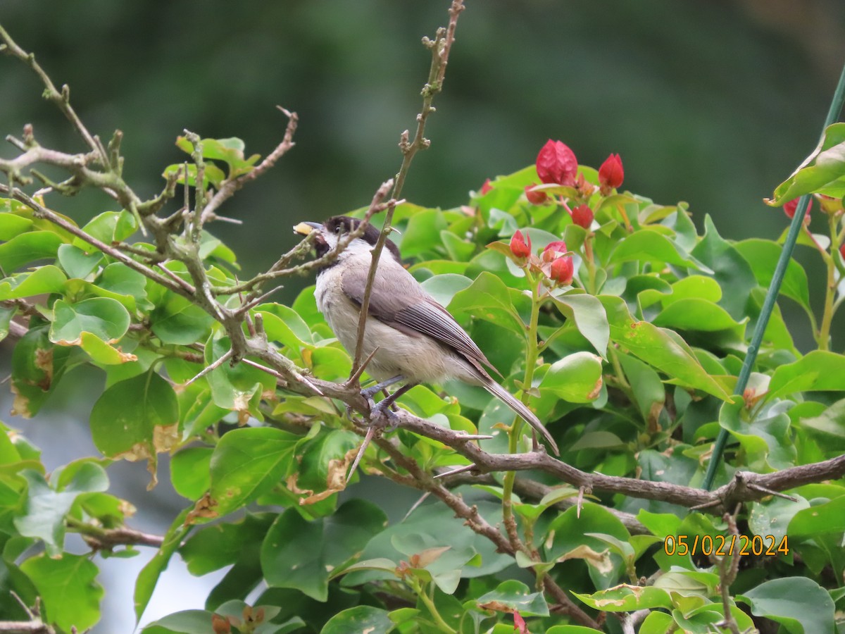 Carolina Chickadee - Susan Leake