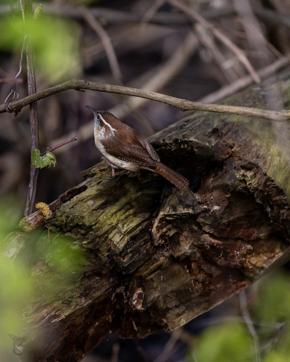 Carolina Wren - ML618340114