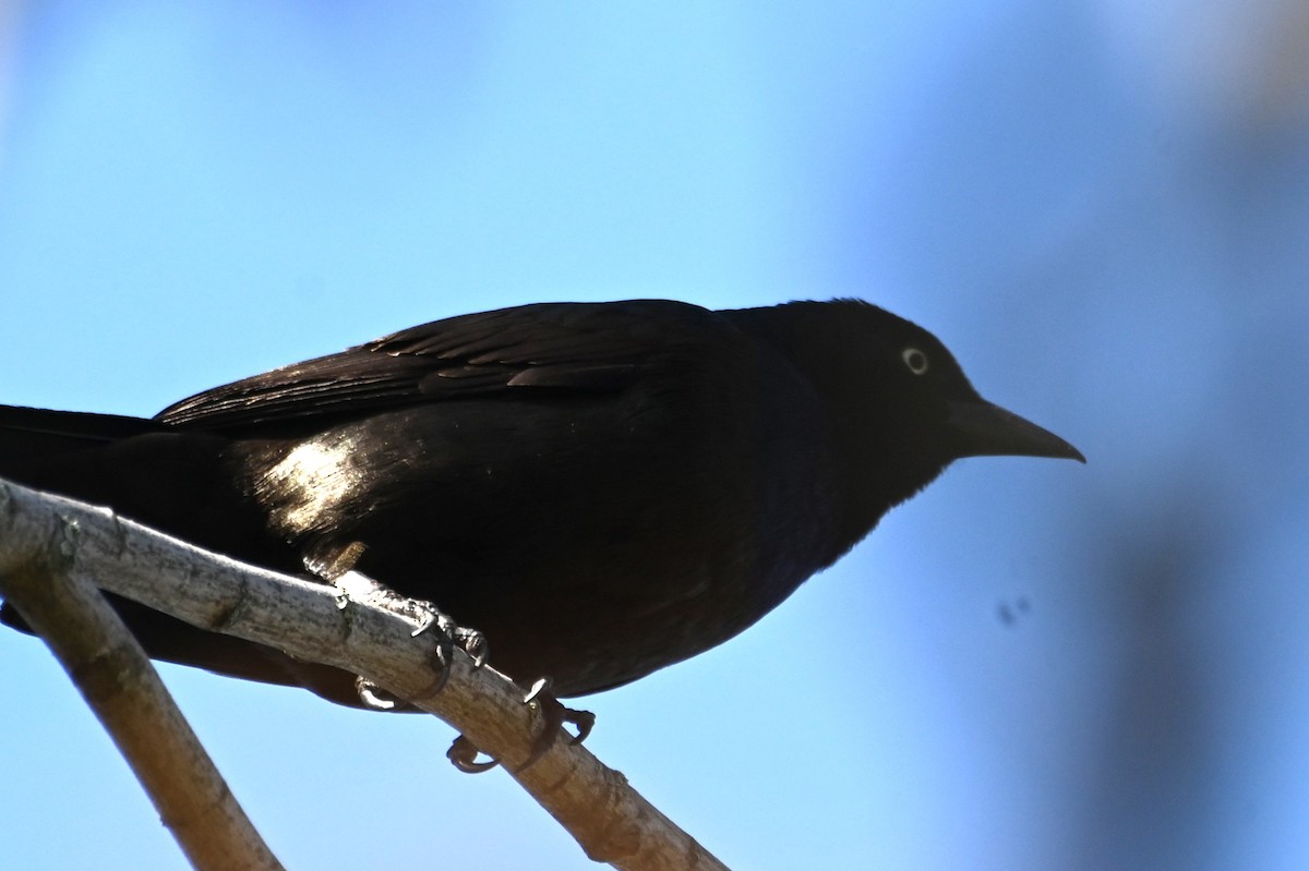 Common Grackle - Gil Aburto-Avila