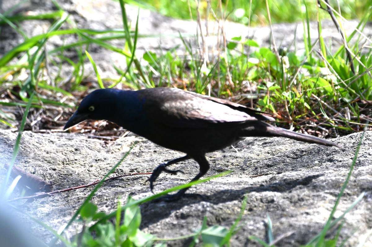 Common Grackle - Gil Aburto-Avila