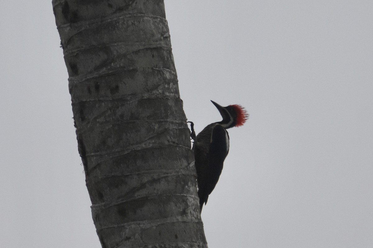 Lineated Woodpecker (Lineated) - Luke Berg