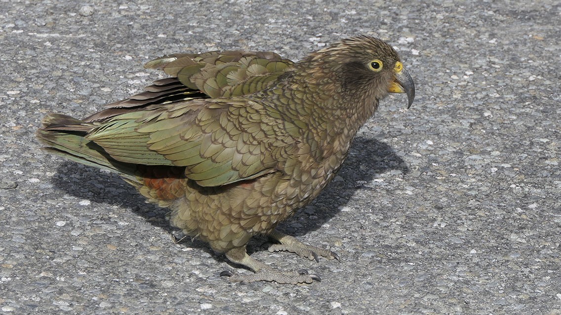 Kea - ML618340168