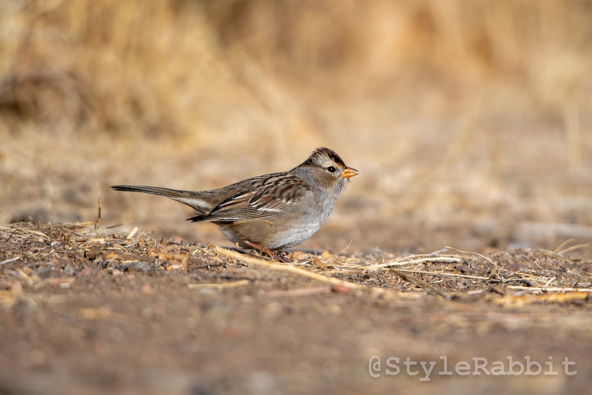 White-crowned Sparrow - ML618340177