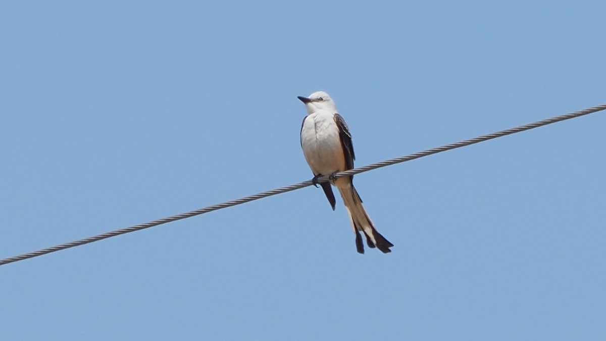 Scissor-tailed Flycatcher - ML618340179