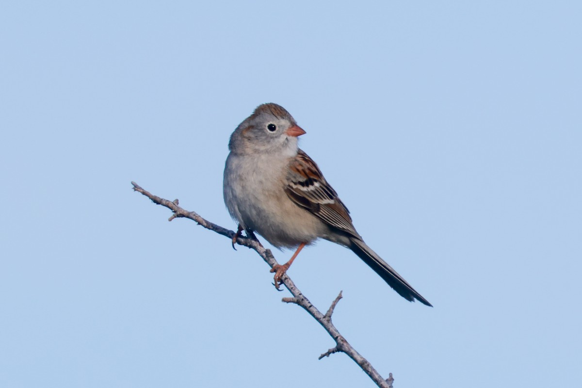 Field Sparrow - ML618340259